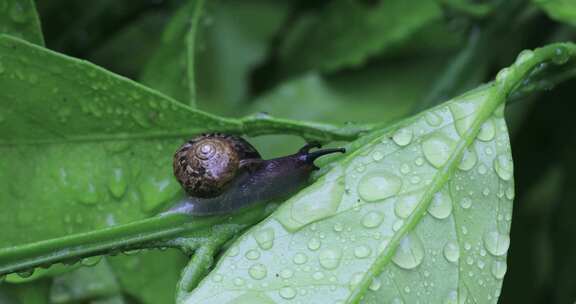 悠闲 蜗牛 缓慢爬行树叶雨水清新微距特写