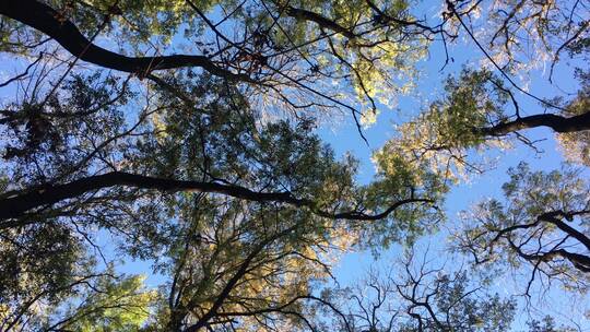 秋天蓝天下的树木