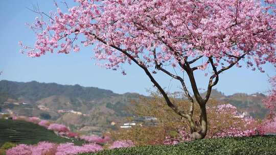 福建龙岩台品樱花茶园