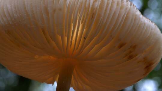 森林里野外白色蘑菇特写