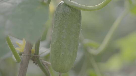 黄瓜种植LOG视频素材模板下载