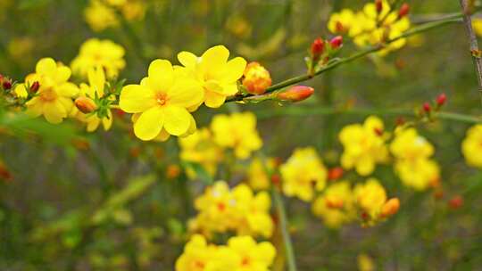 合集迎春花春天花迎春春暖花开黄花初春春花