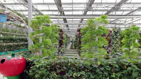 温室大棚蔬菜种植场景