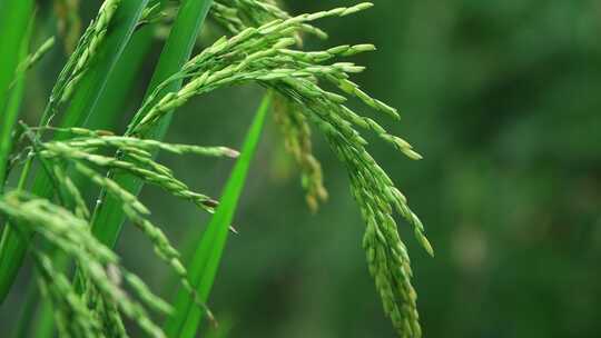 农村农作物 水稻开花结果粮食收成视频素材模板下载