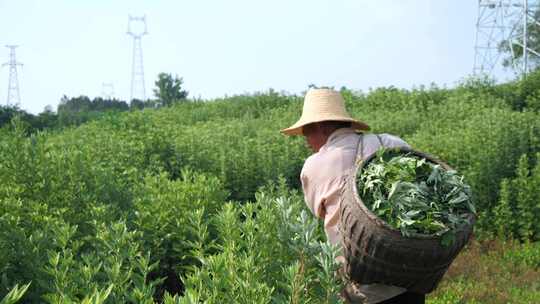 艾叶种植收获