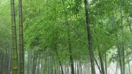 下雨天竹林景观特写，竹节挺拔竹叶繁茂