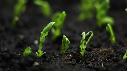 种子培育春天里破土而出快速生长