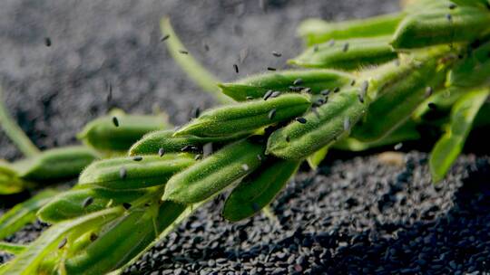 芝麻种植视频素材模板下载