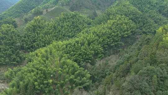 安徽皖南山区高山上的绿色竹林航拍