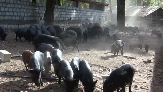藏香猪养殖
