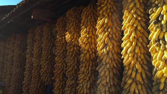 丰收的包谷视频秋季乡下农家晾晒金色玉米