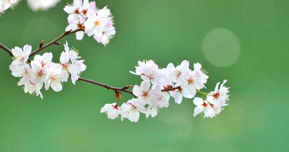 4k池塘边的樱花花簇特写升格