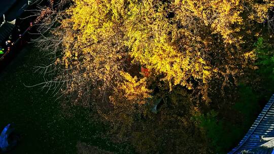 西安古观音禅寺千年银杏树