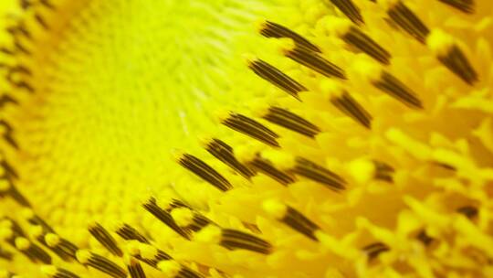 向日葵蜜蜂超微距视频素材模板下载