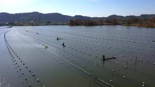 原创拍摄珍珠养殖户外水塘