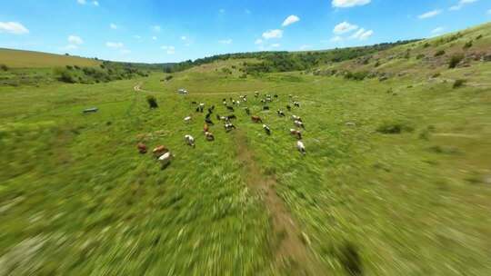 FPV穿越机无人机航拍羊群牛群牧场农场草原