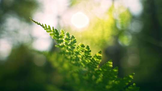 树叶阳光穿透树叶原始森林植物