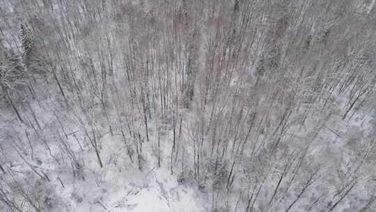 冬季森林景观视频素材模板下载