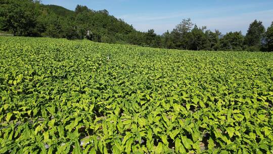 三农乡村振兴素材：烟草田农田大田航拍风景