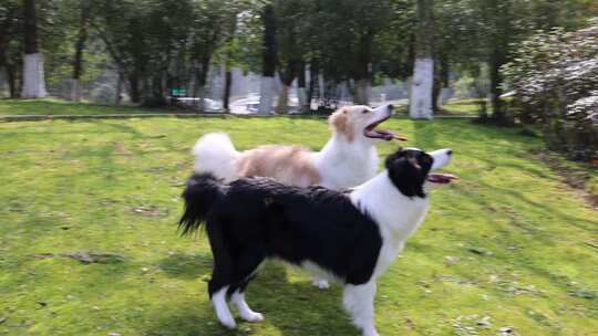 公园里玩耍的一对边境牧羊犬