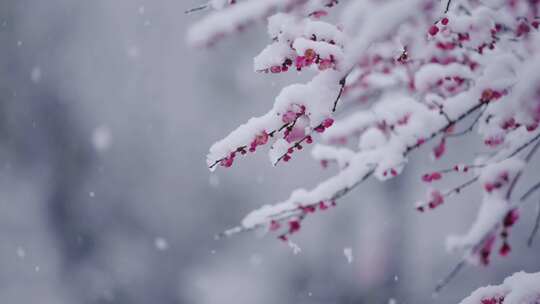 大雪纷飞雪中绽放的梅花