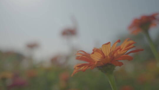 秋天阳光下的花朵