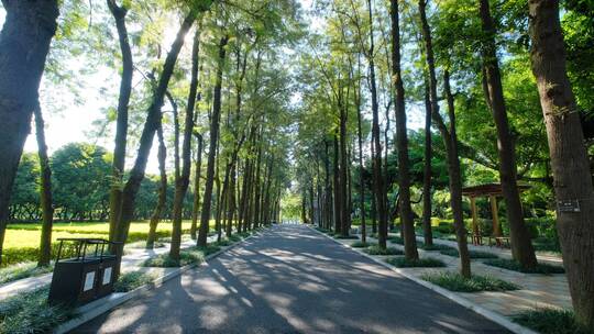 植物园公园树荫林荫大道林间小路观光步道