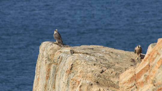 海边岩石上的几只游隼幼鸟