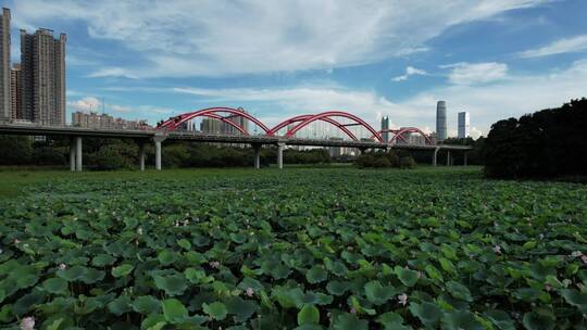 深圳洪湖公园