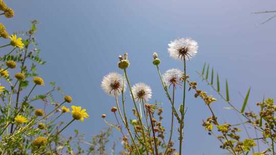 草丛里的蒲公英野花