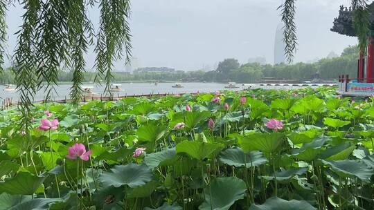 济南5A级景区大明湖，夏季荷花盛开风景怡人