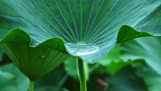 夏季下雨天雨水荷花荷叶雨滴水滴特写