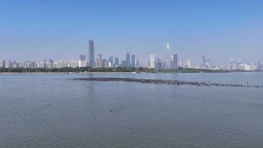 深圳湾候鸟鸬鹚群