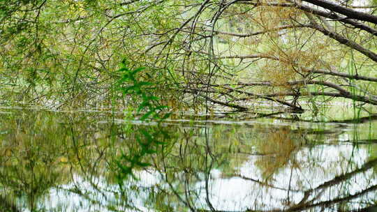 夏天阳光树叶立夏夏至小暑大暑夏日小清新