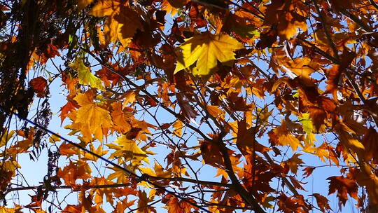 秋季 金色 梧桐树叶 晴朗天空