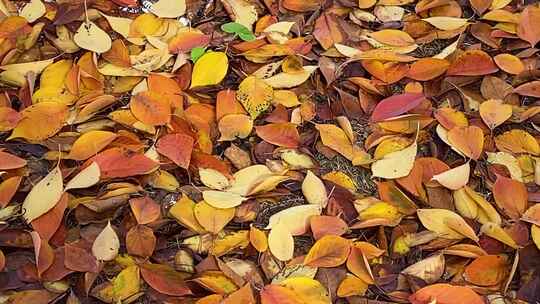 秋天金黄色的落叶