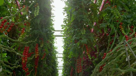 温室大棚西红柿种植筛选