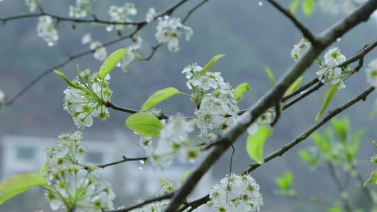 春花特写