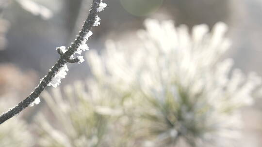 中国华北东北立冬冬至大寒树挂雾凇湿地雪景视频素材模板下载