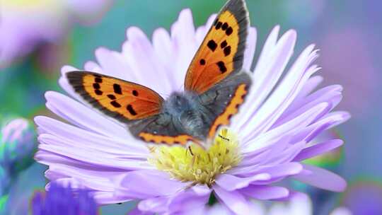 蝴蝶在花朵上特写视频素材模板下载