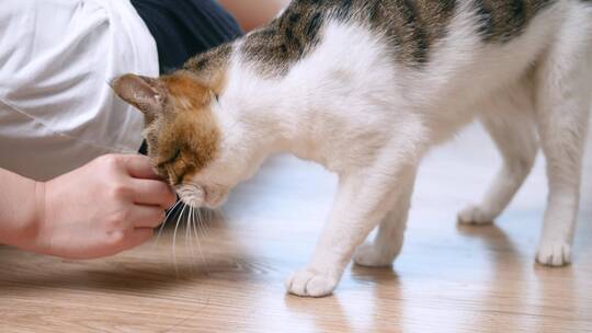 女孩在房间和猫咪玩耍室内撸猫4k视频素材视频素材模板下载