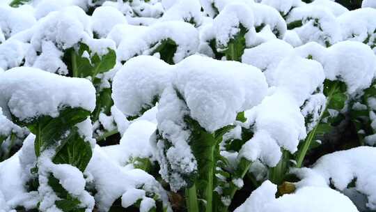 大雪覆盖蔬菜