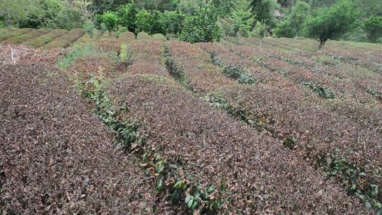 大旱旱情茶园茶树茶叶灾情灾害旱灾