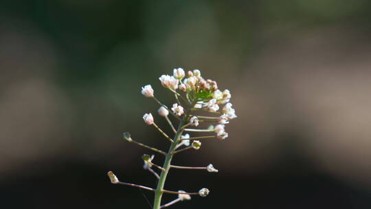 野菜荠菜荠菜花