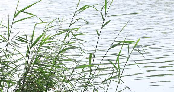 微风湖边野草