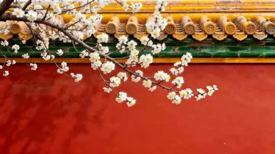 春天故宫红墙映桃花春色满园