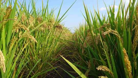 农田水稻特写 五常大米 乡村振兴 生态农业视频素材模板下载