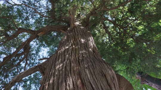 古树侧柏树冠