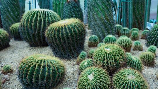 沙漠植物沙生植物仙人掌仙人球