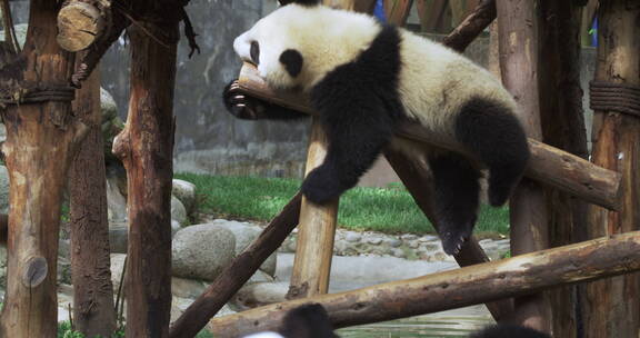 幼年大熊猫在玩耍